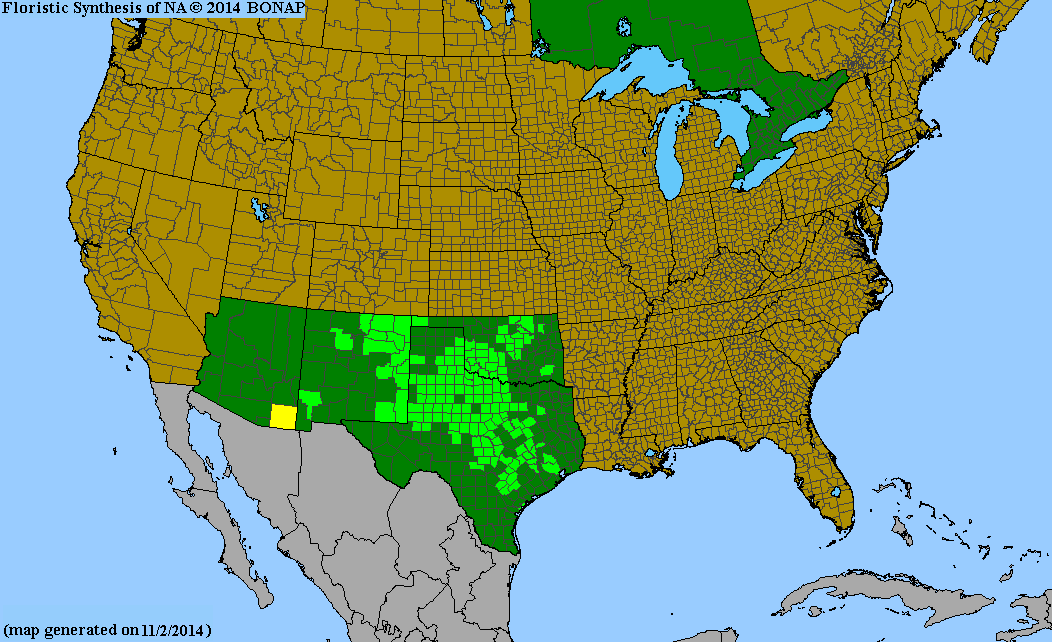 County distribution map of Xanthisma texanum ssp. drummondii - Texas Sleepy Daisy